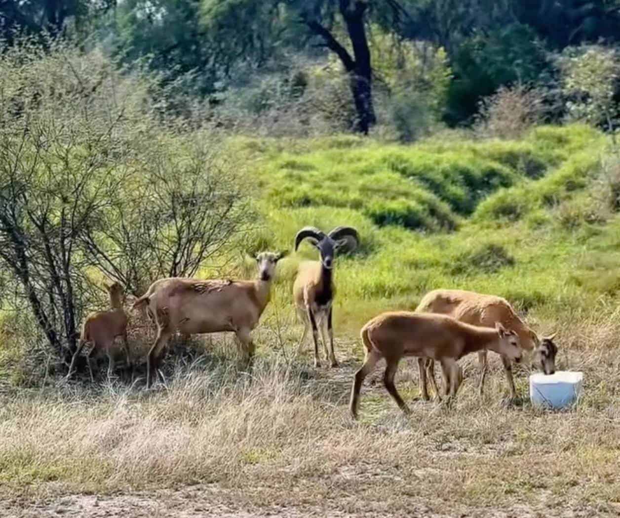 Celebran nacimiento de crías de borrego muflón