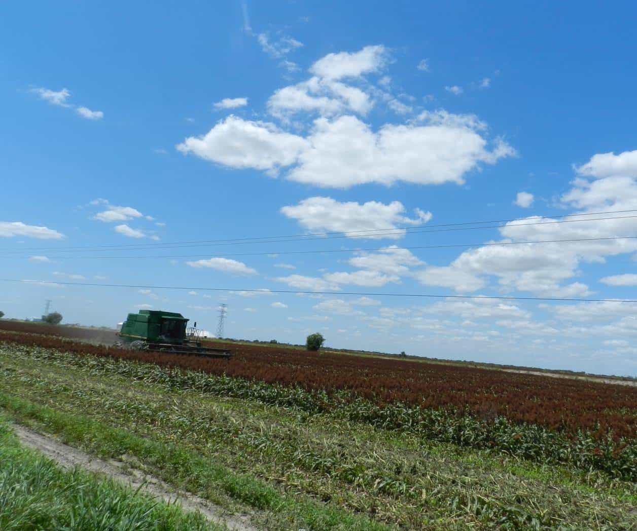 Campo, desprotegido