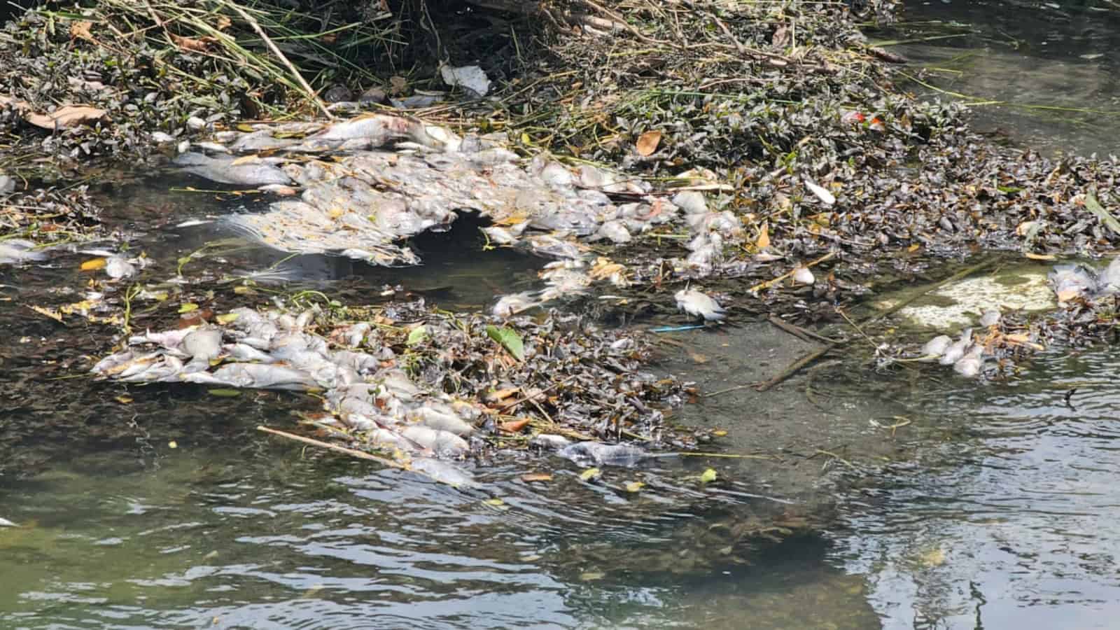 Investigan causas de la muerte de peces en El Mante
