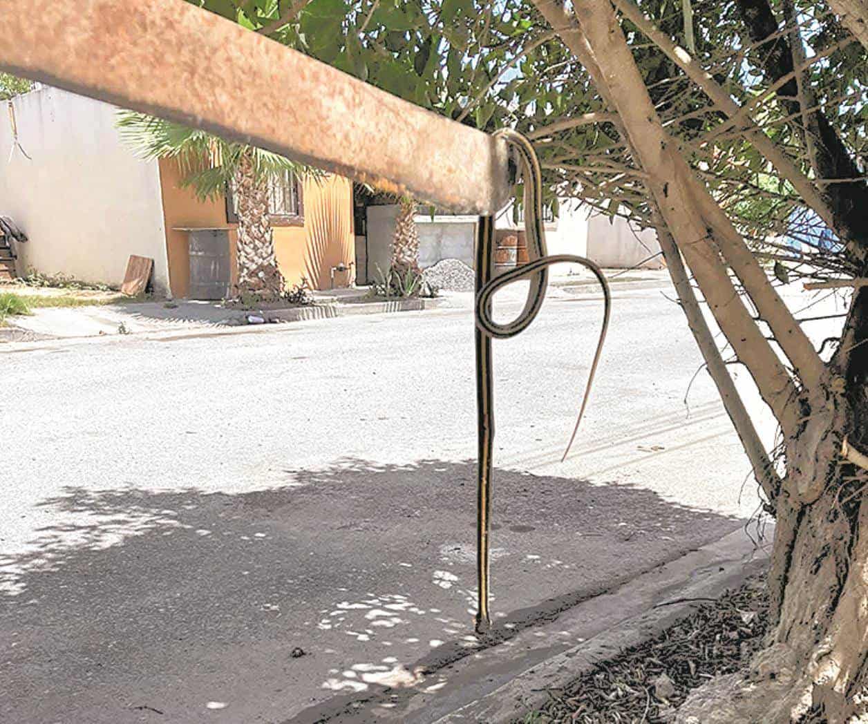 Registran éxodo de serpientes a casas