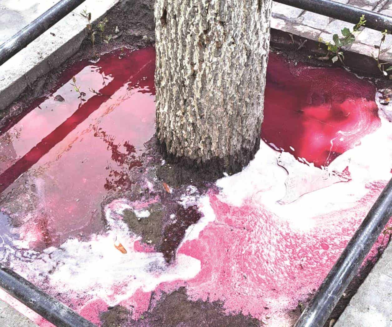 Dañan árboles en la peatonal Hidalgo