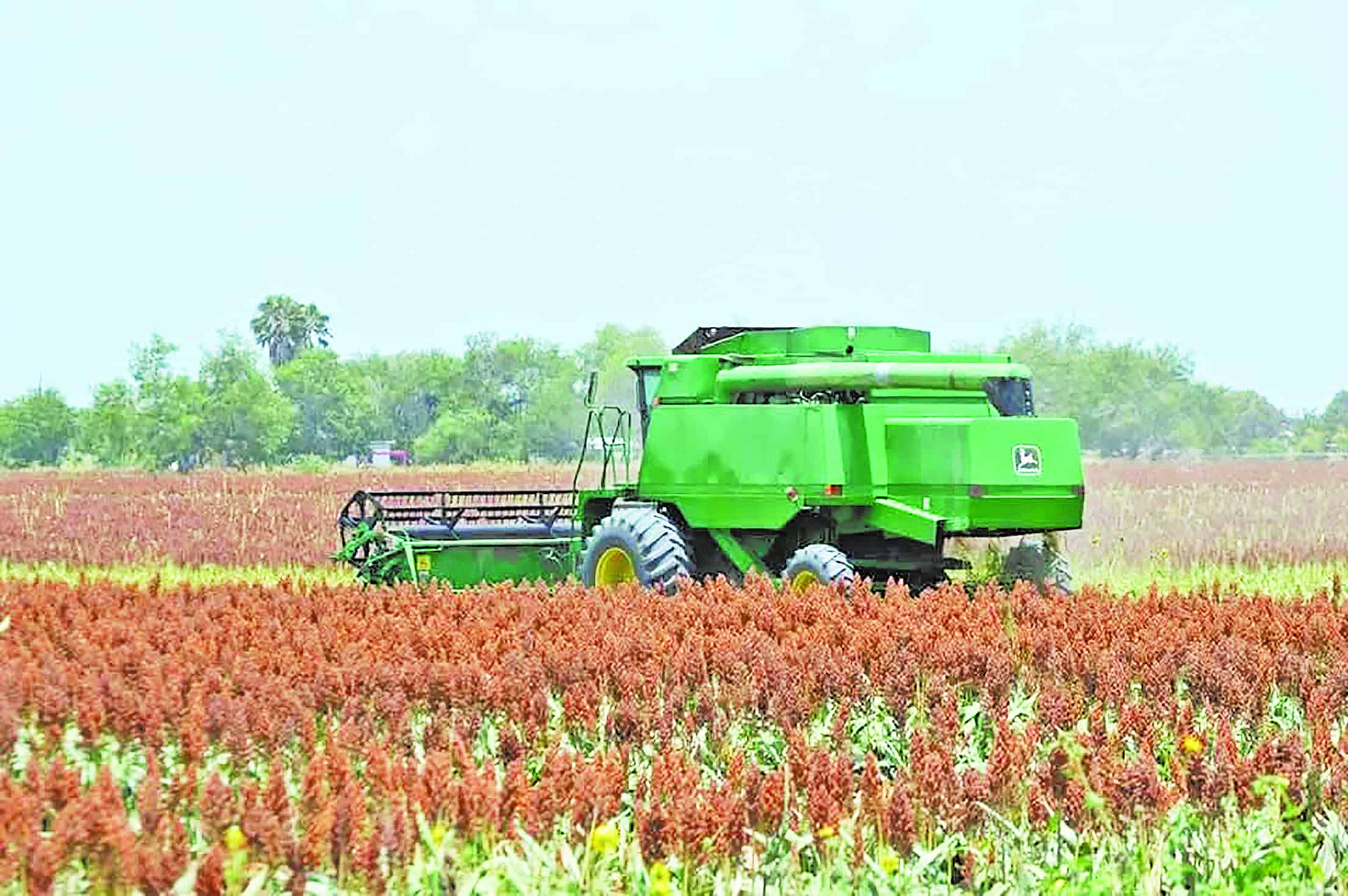 Sorgo, en riesgo por altas temperaturas