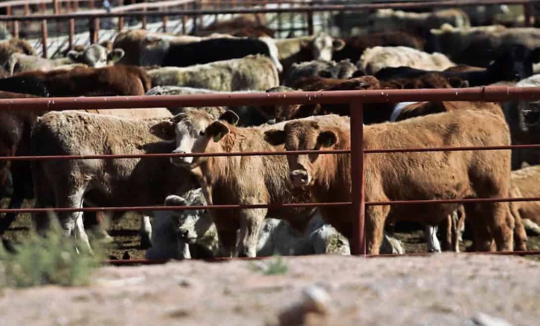 Hay 281 casos activos de gusano barrenador en México