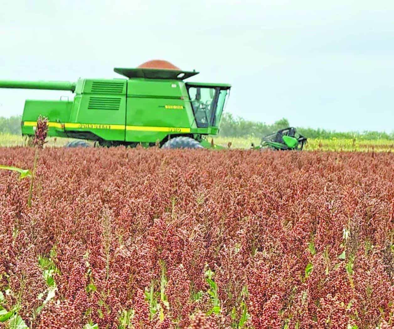 Avanza trilla en la región