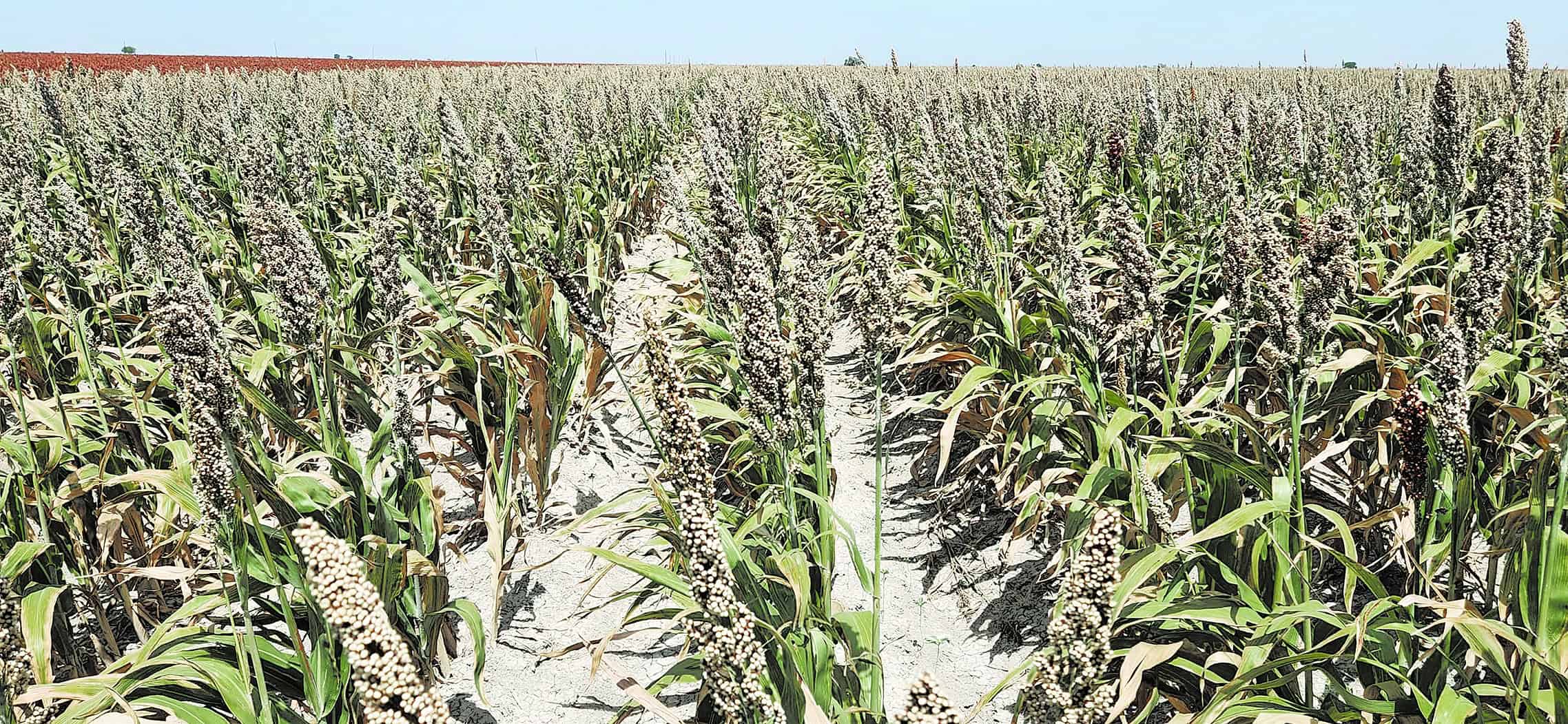 Siembran sorgo blanco