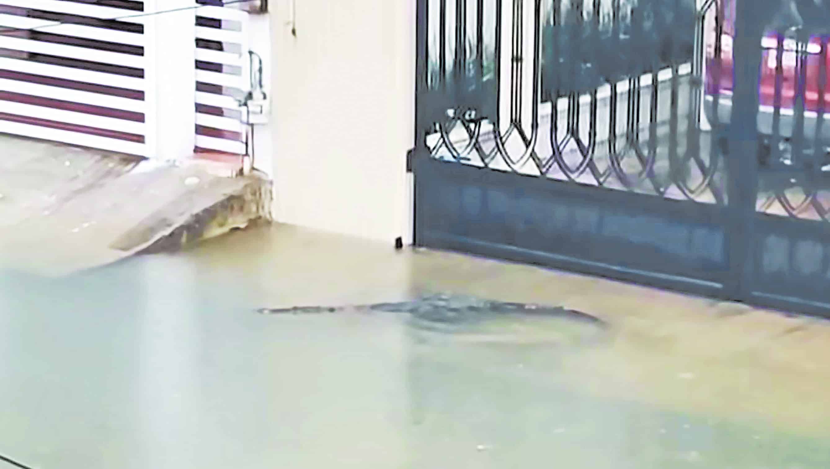 Generan las lluvias visitas de cocodrilos
