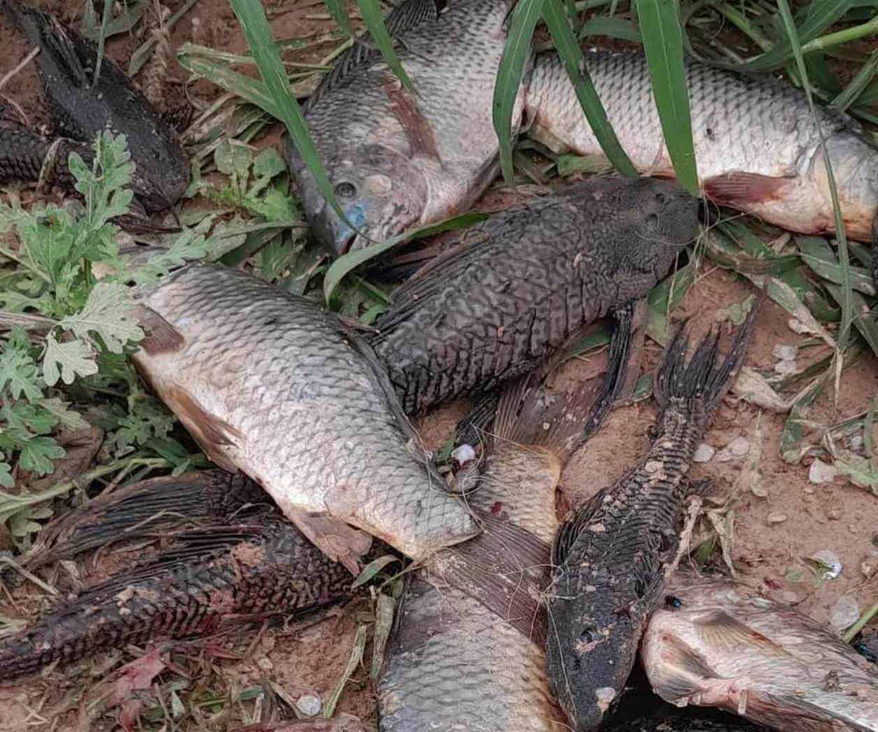 Ecocidio de peces