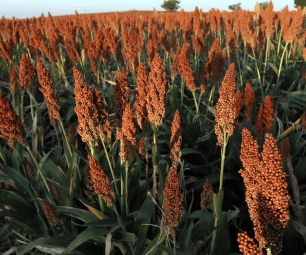 Futuro difícil  para el agro
