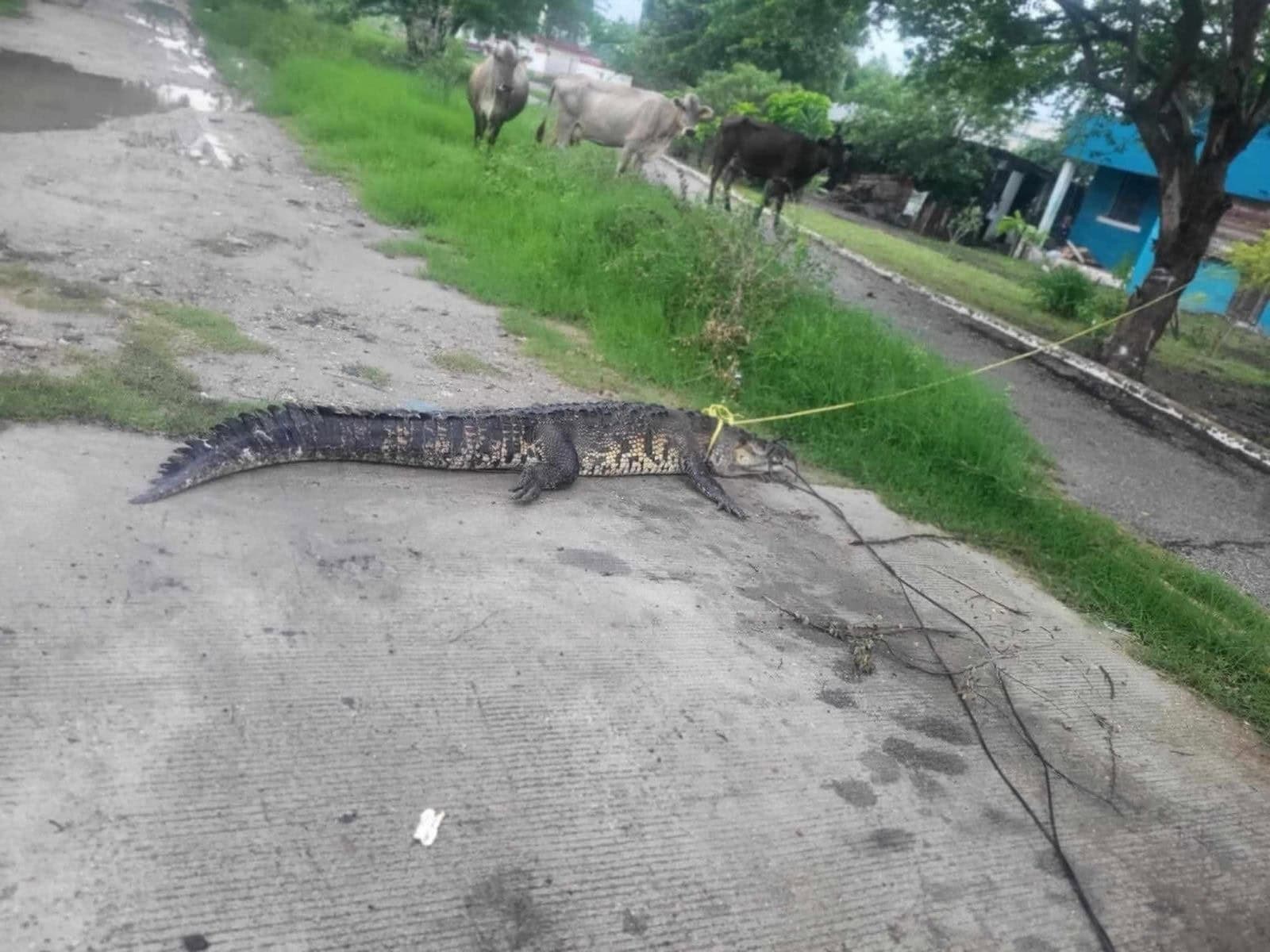 Con lazo en mano, niño de 14 años captura cocodrilo en Madero