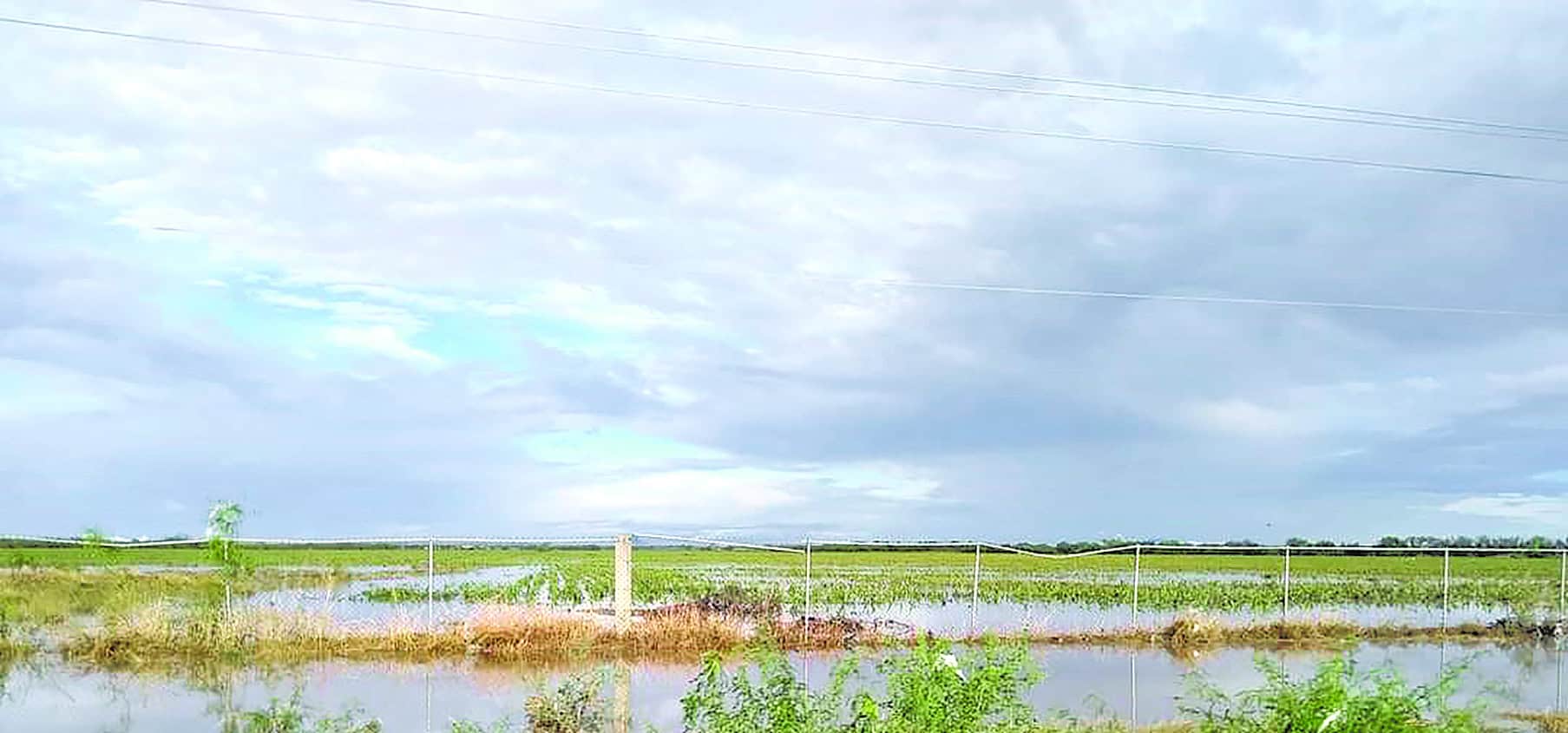 Sembradíos de sorgo, en riesgo de perderse
