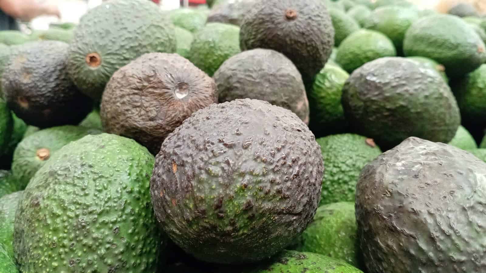 Al fin baja el precio del kilo de aguacate