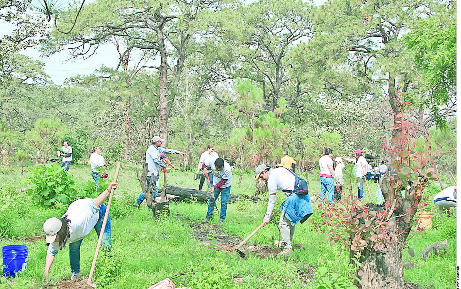 Agroindustria tequilera impulsa la reforestación