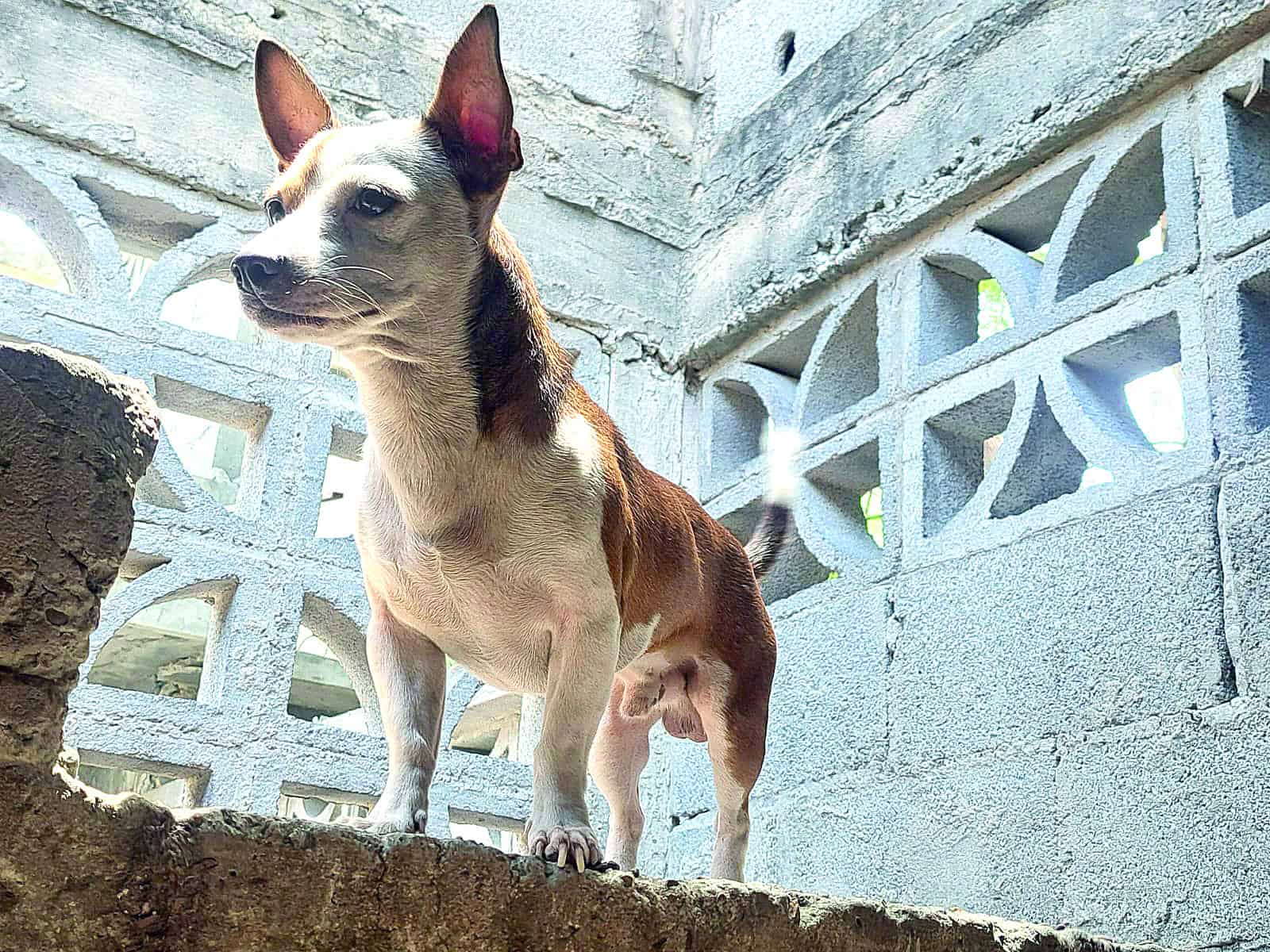 Pasa desapercibido Día Mundial del Perro