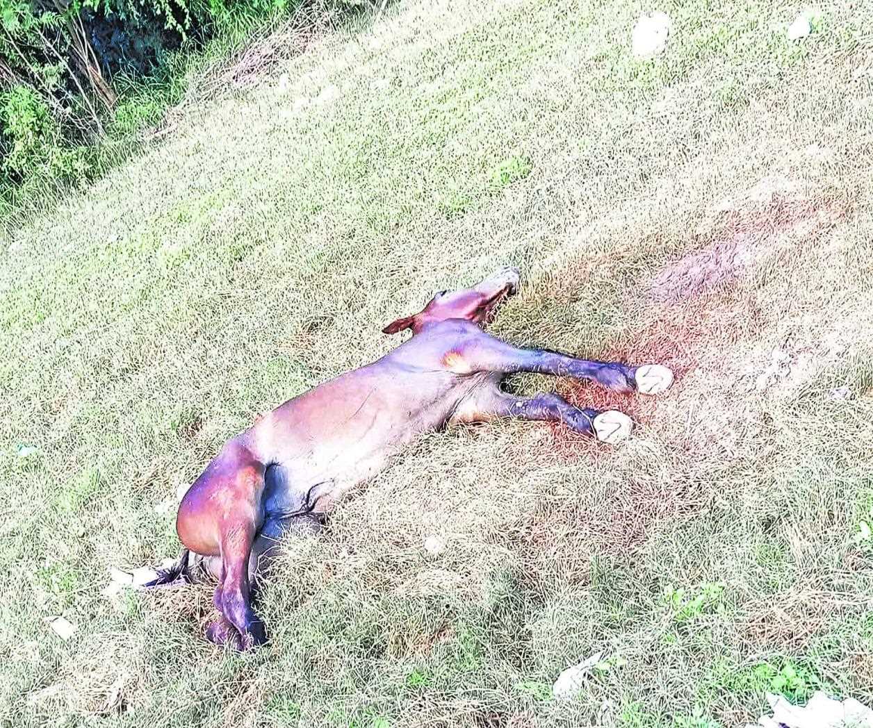 Reportan abandono y maltrato equino