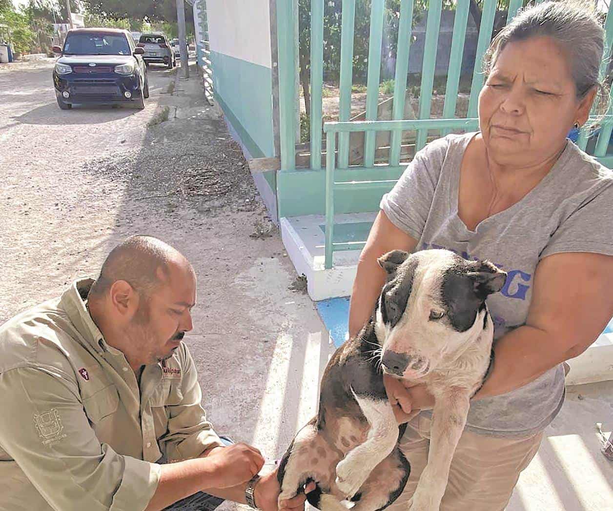 Piden vacunar a las mascotas