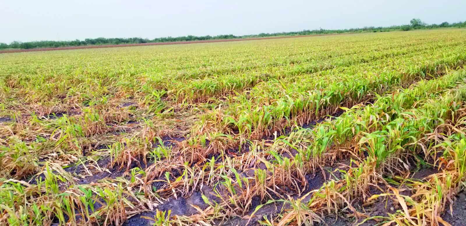 Generan cientos de empleos actividades agrícolas de rastreo