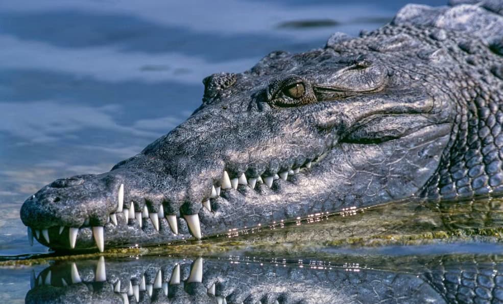 Cocodrilo ataca a hombre en canal hidráulico en Eldorado, Sinaloa