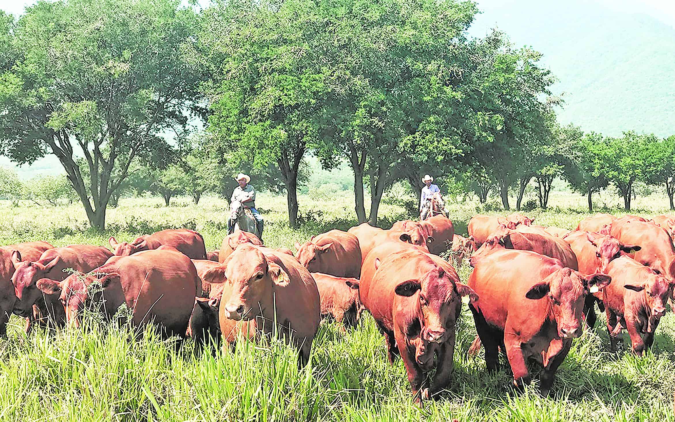 Tamaulipas, líder en actividades primarias