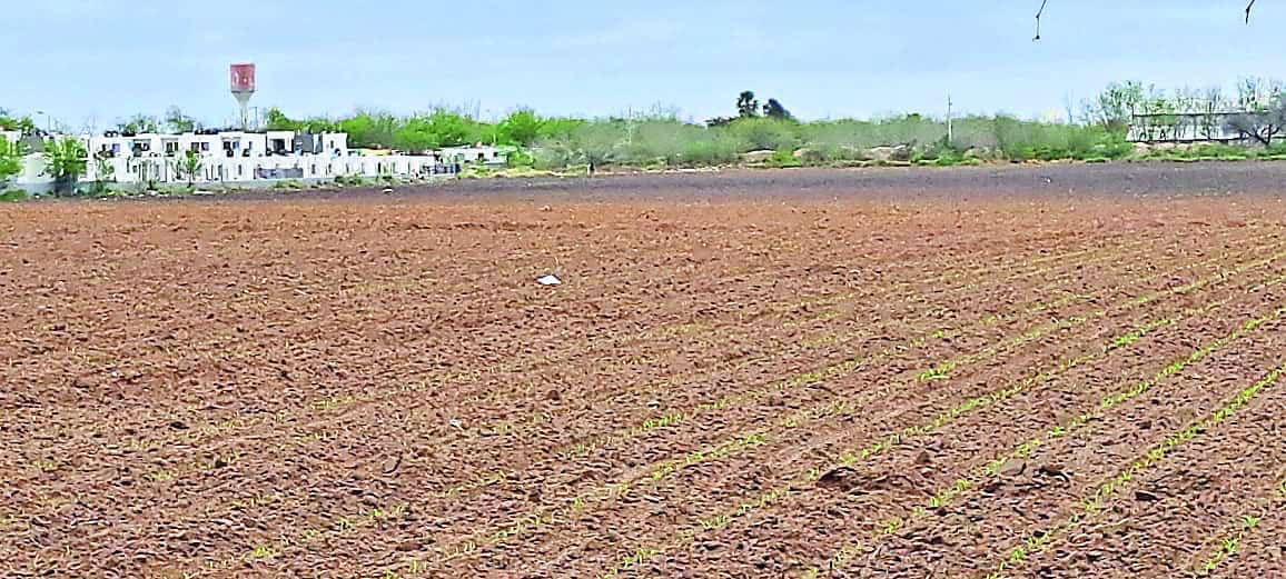 Suspenden siembra de sorgo