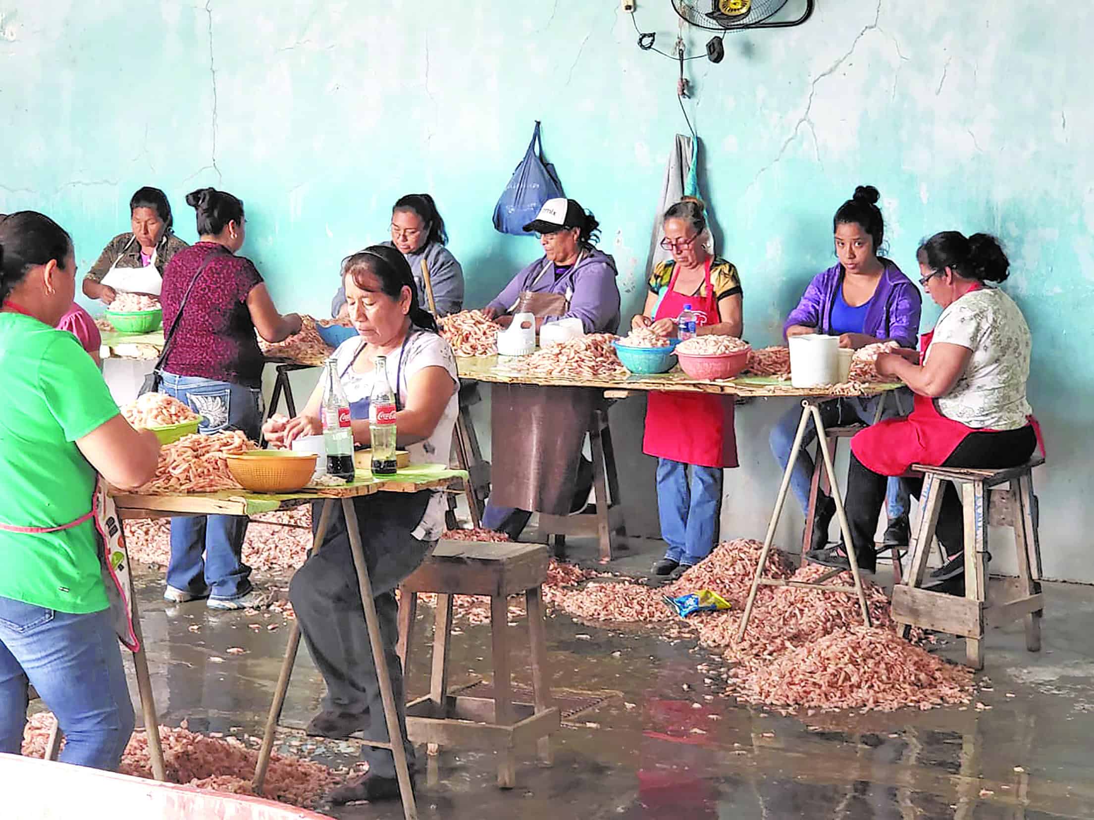 Comienza a repuntar la captura de camarón