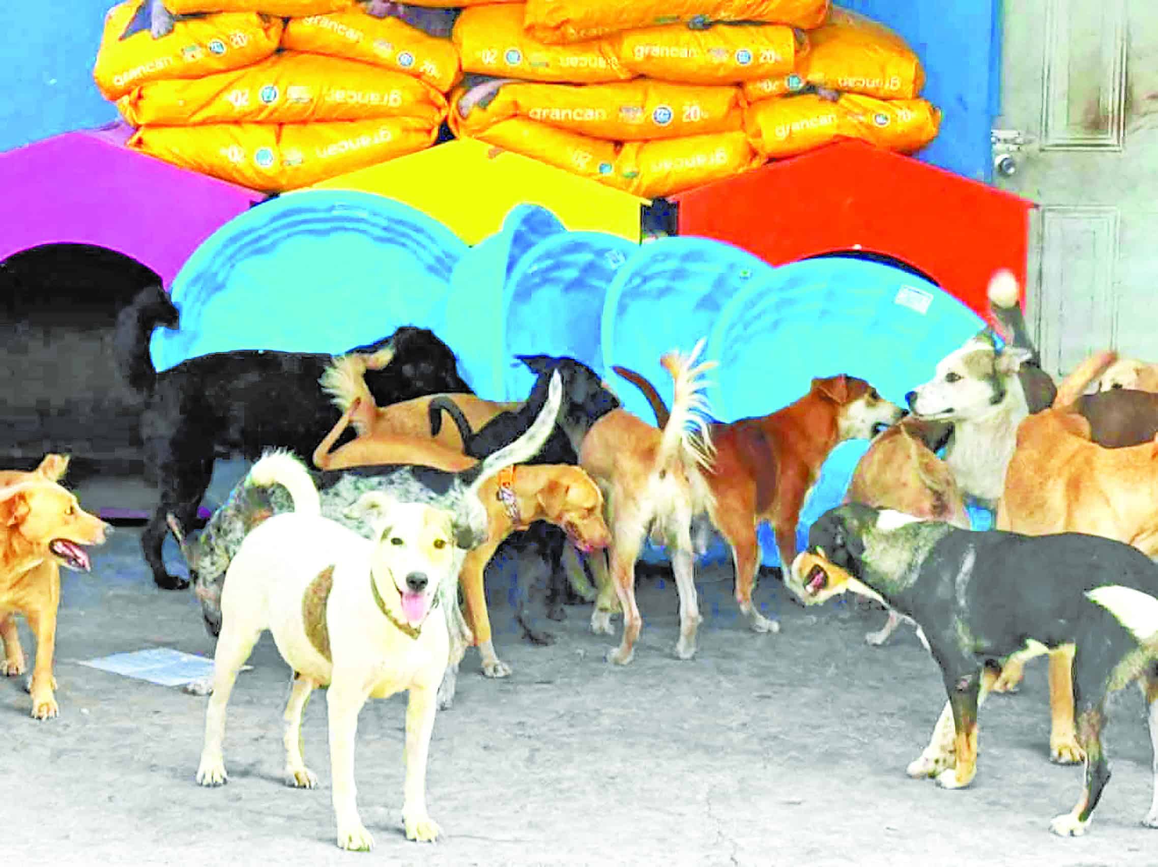Llaman animalistas a esterilizar mascotas