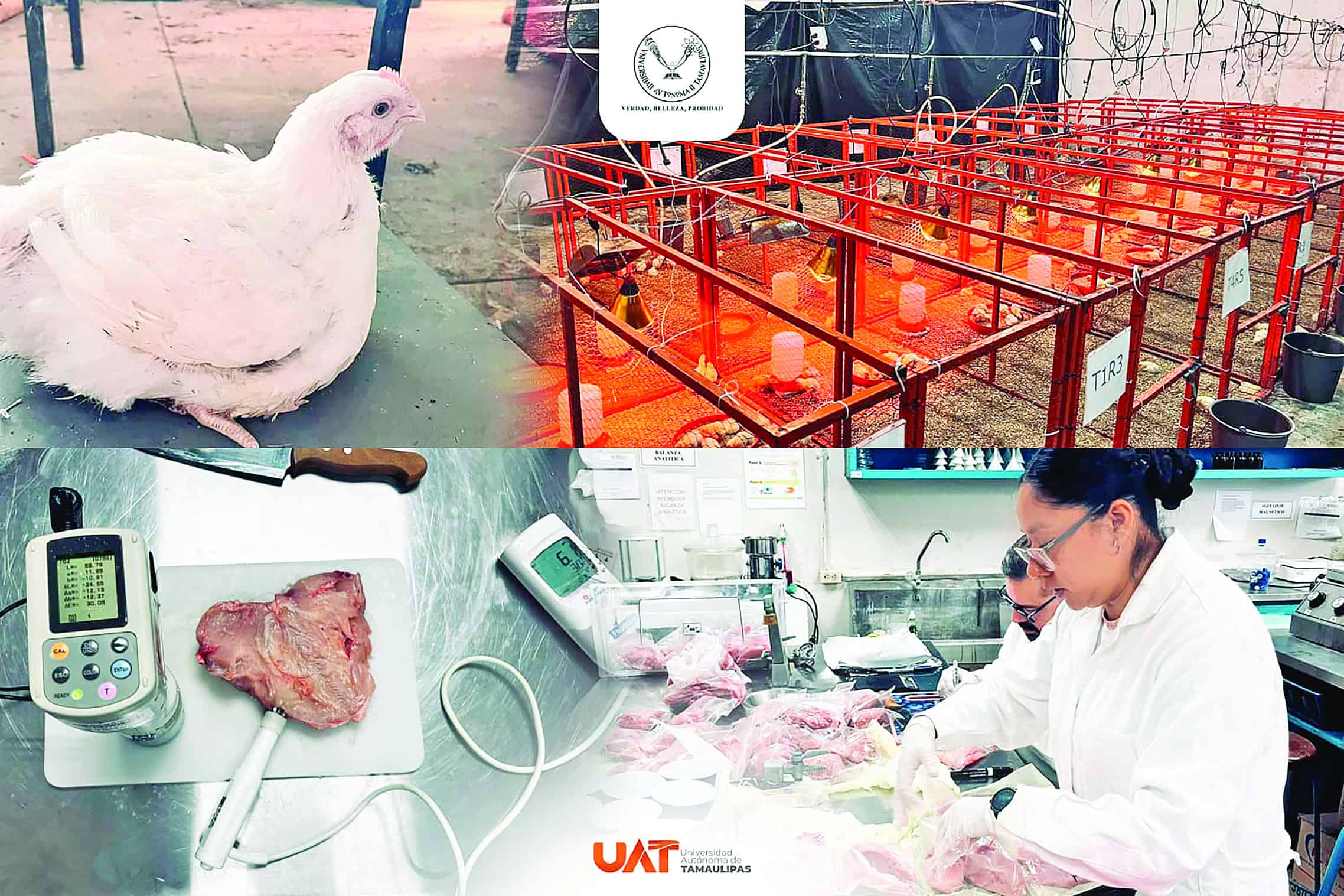 Producirá la UAT pollos de engorda con mayor calidad