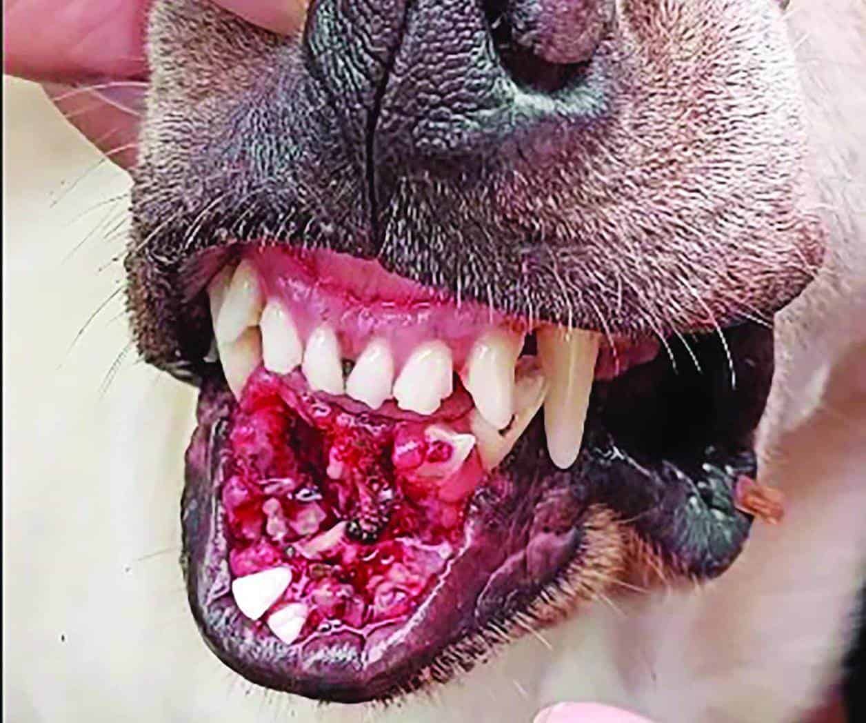 Envenenan perros en albergue canino