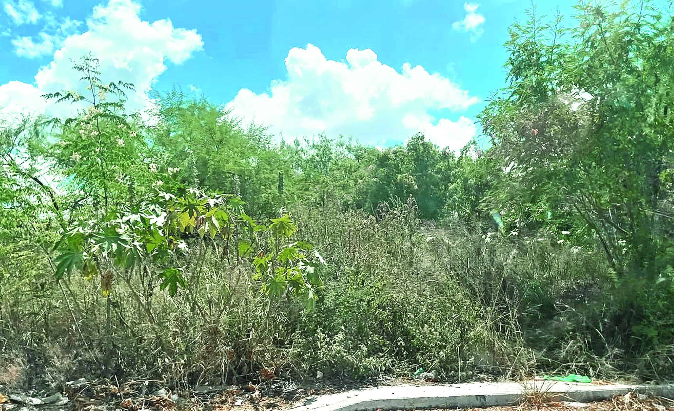 Brotan los animales nocivos con lluvias