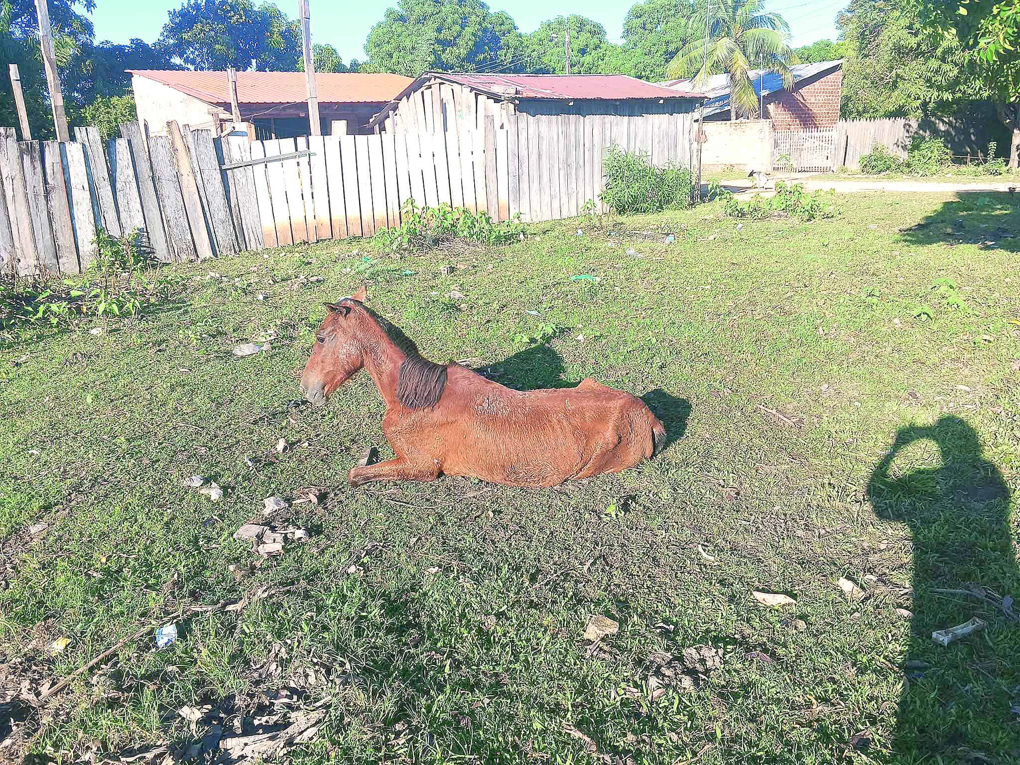 Aumenta el abandono de animales