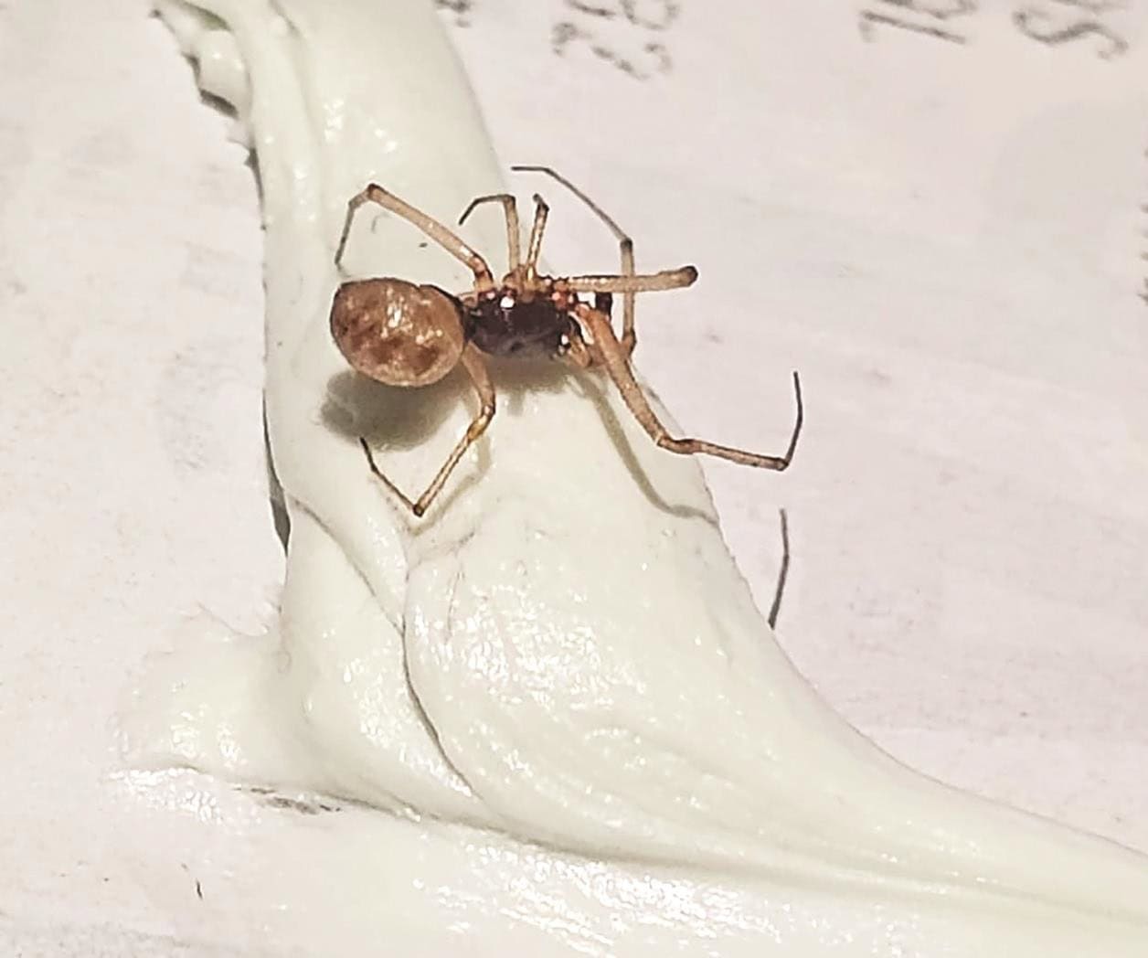 Registran ataque de araña exótica