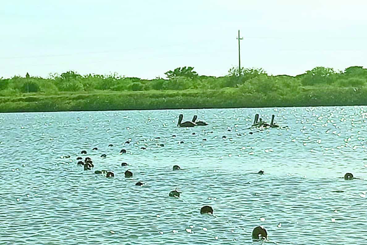 Acaba pesca furtiva con fauna acuática