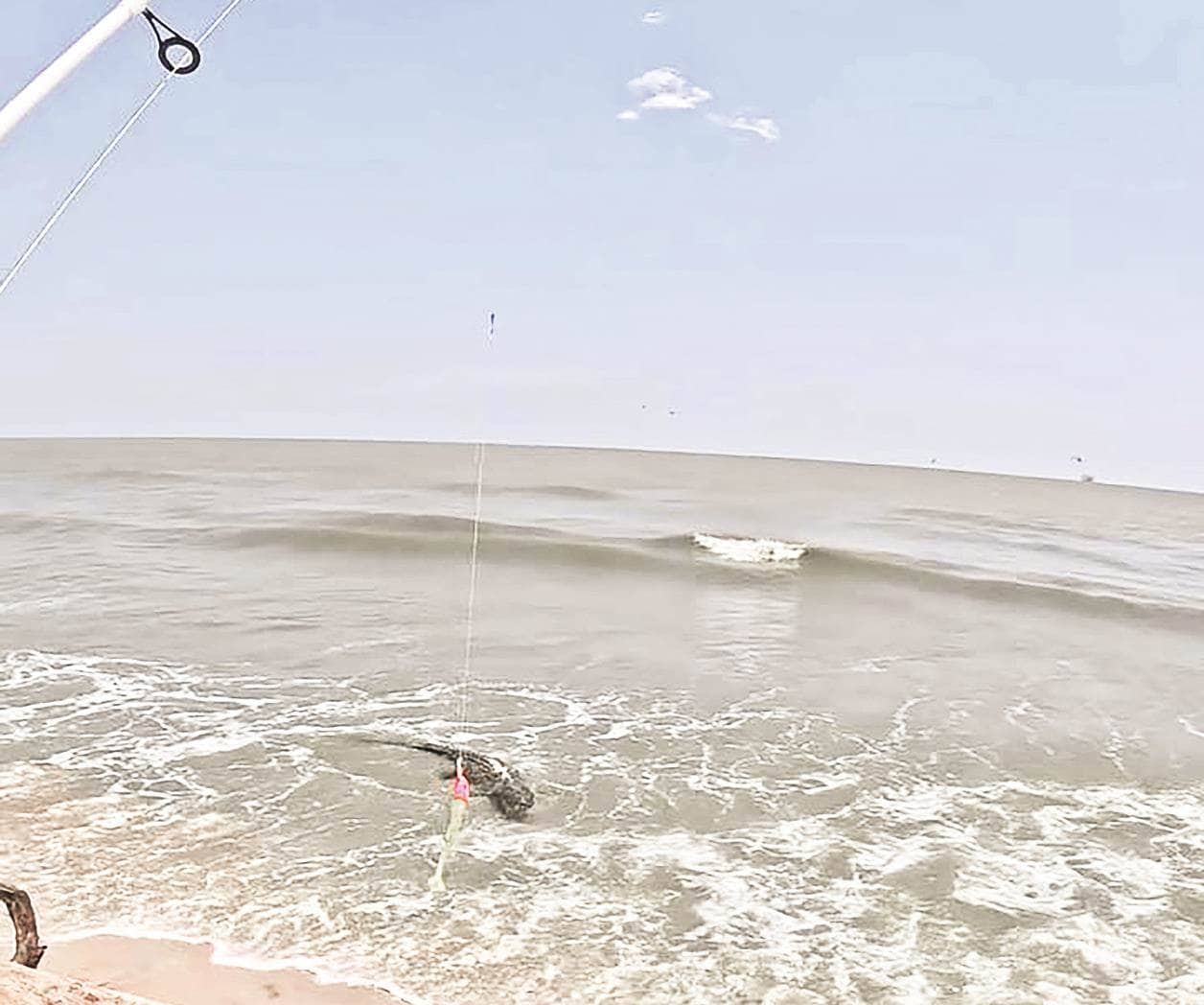 Buscan capturar a cocodrilos en playa de Altamira