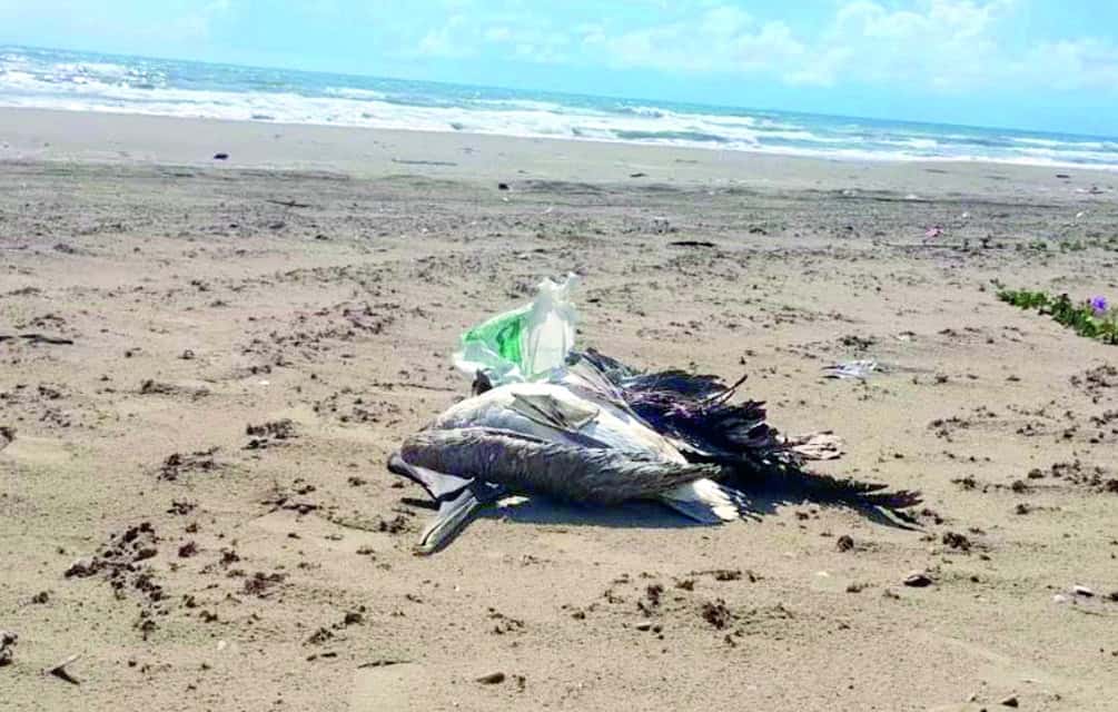 Alerta sanitaria por gripe aviar