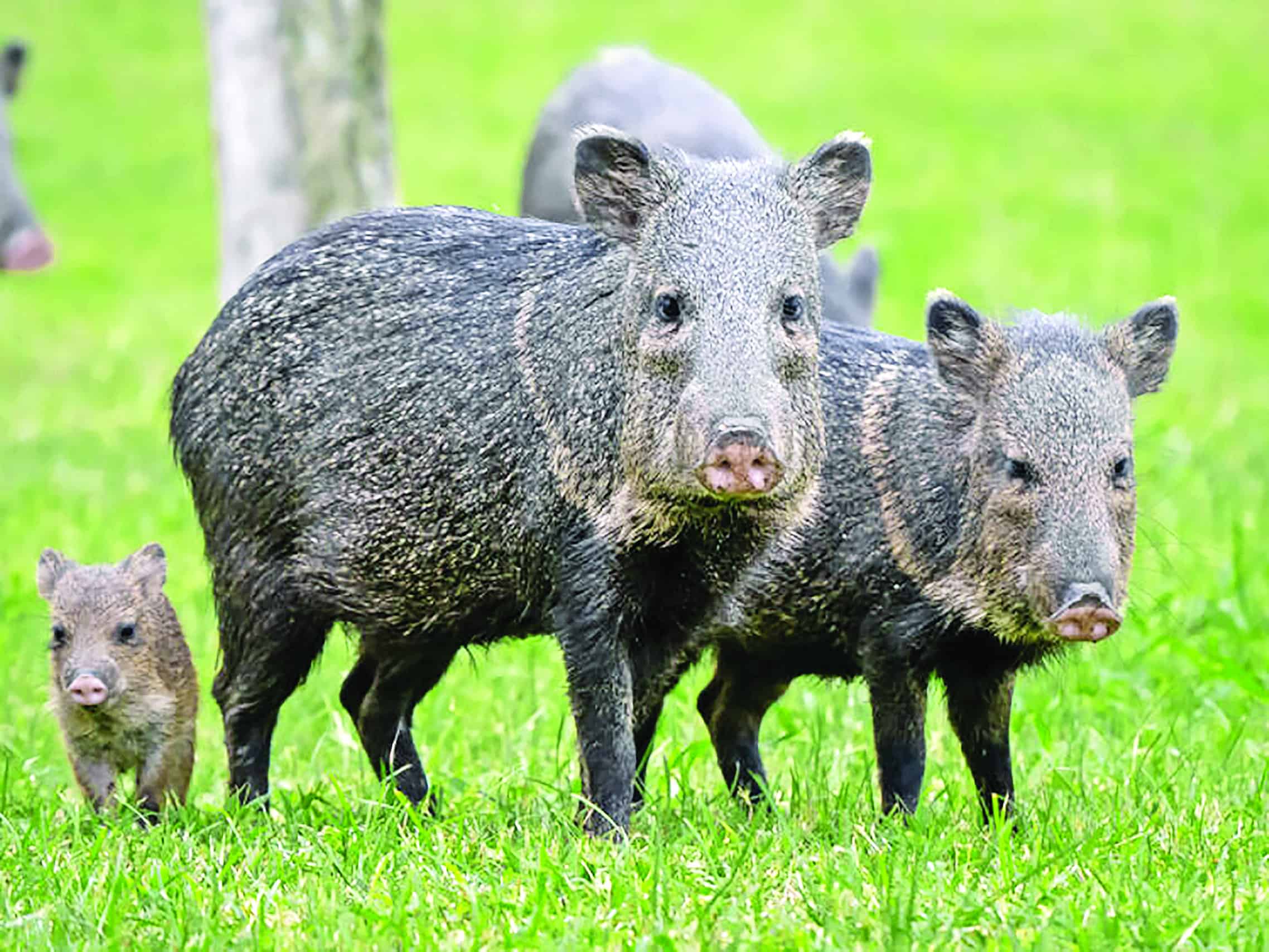 Inicia la temporada de caza de jabalí y aves migratorias