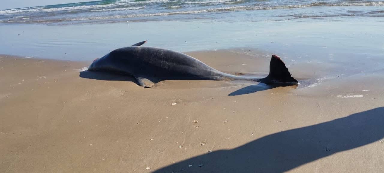 Delfines muertos y basura espacial en Playa Bagdad