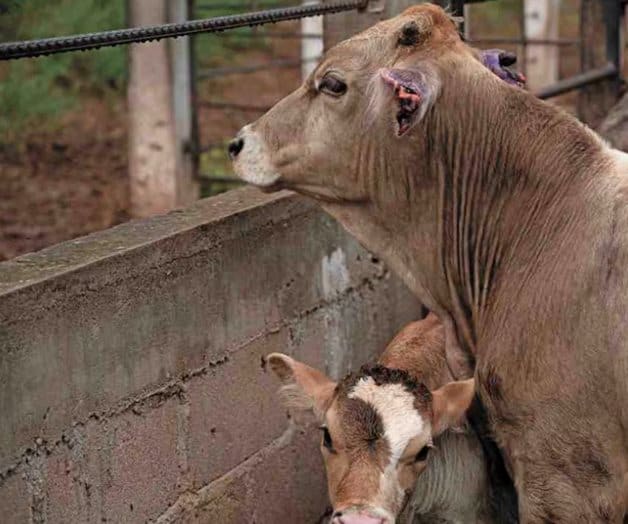 Cierre de fronteras al ganado mexicano contrajo exportación 80%: GCMA