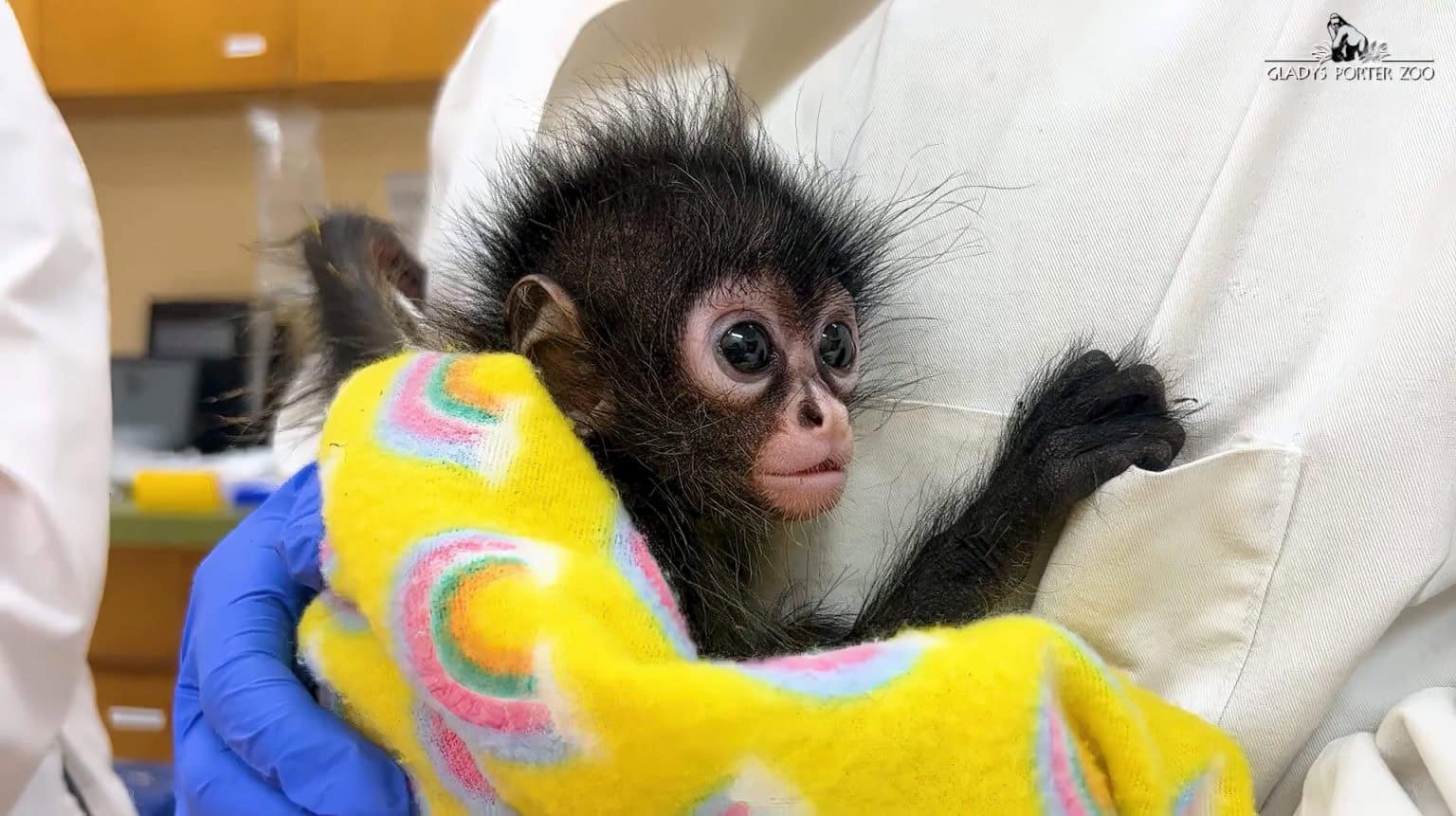 Episodio Wild Kingdom muestra rescate de animales en Zoológico Gladys Porter